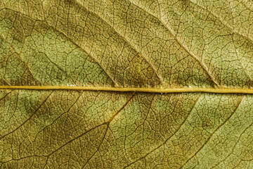 green texture of a dry leaf