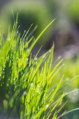 Greed grass in a dew. Close up shot with selective focus and beautiful natural bokeh. - 445248007
