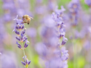 Dzień Pszczoły. The Bee Day. Pracowite pszczoły zapylają kwiaty, tonacja pastelowa, high key, close up., bokeh, rozmyte tło