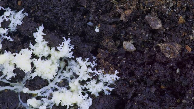 Myxomycetes Brefeldia maxima growing on substrate time lapse