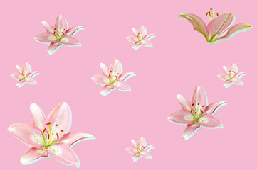 Pink lilies on a pink background