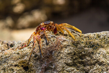 Big crab on a rock at Gunung Payung Beach in Bali island, Indonesia. Beautiful secret beach with turquoise water. Indian ocean. Travel and vacation concept
