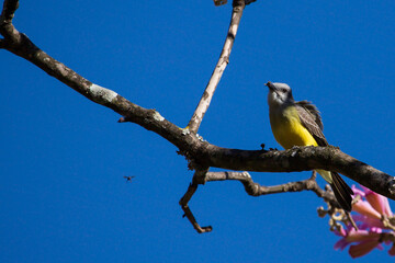 A flycatcher hunting insects. The suiriri bird ( Tyrannus melancholicus ). 