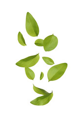 Beautiful fresh green leaves flying on white background, collage