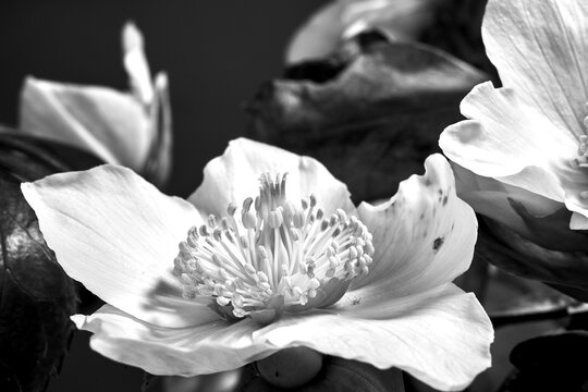 detail of white hellebore flower