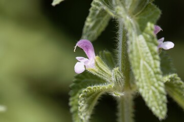 Flower of an annual clary, Salvia viridis