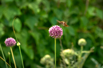 Hummingbird and Flower. Anna's Hummingbird feeding in flight from a flower against a blurred background.

