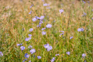 Chicory flower