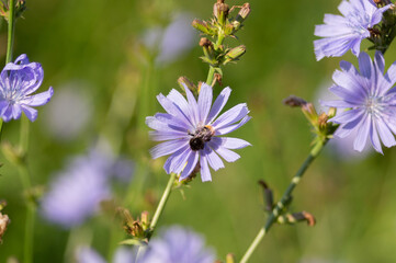Bumbleebee on chicory flower