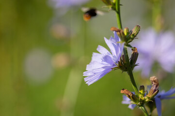 Chicory flower