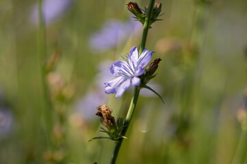 Chicory flower