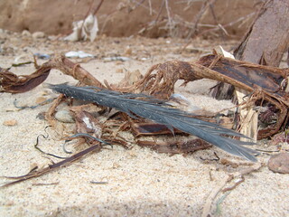 lizard on the sand