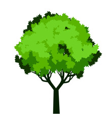 Green Tree. Vector outline Illustration. Plant in Garden.