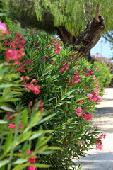 flowers in the garden public park in Limassol, Cyprus