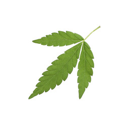 Naklejka na ściany i meble Lush green hemp leaf isolated on white