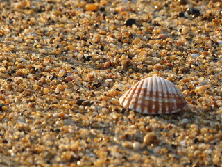 clam shell on the beach washed away by the waves