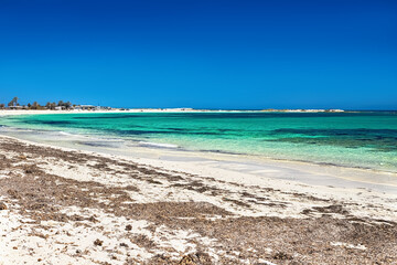 A beautiful view of the Mediterranean coast with birch water, a beach with white sand and a green palm tree.