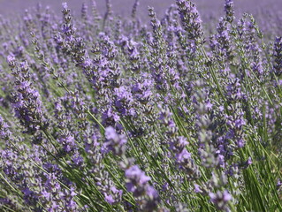 Fototapeta premium beautiful field lavender flowers aroma natural color insect oils