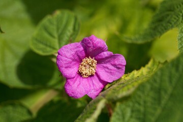 Flower of a purple flowered raspberry, Rubus odoratus