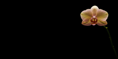 yellow purple orchid flower isolated on a black background
