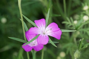Common corn cockle, Agrostemma githago