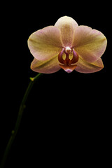 yellow purple orchid flower isolated on a black background