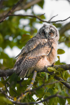 Aristocratic owl chick staring with big brigt eyes, cute long-eared owl sitting on tree, wild Asio Otus, hungry owl posing, owl portrait, young hunter growing up, baby raptor