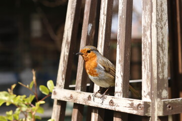 British Robin Red Breast UK