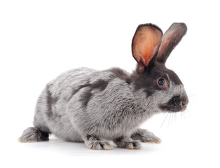 Gray rabbit isolated.