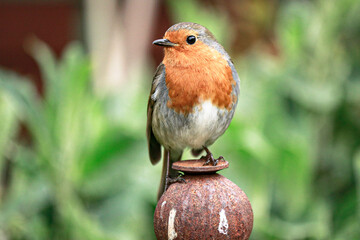British Robin Red Breast UK
