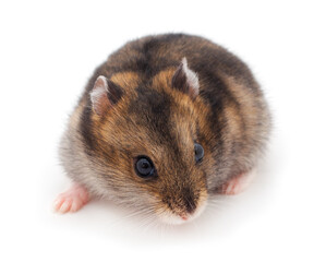 Dwarf gray hamster.