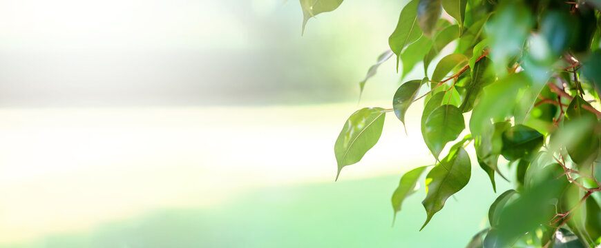 The leaves of the plant ficus Benjamin near the road. Background with young green leaves