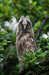 Owl chick portrait, cute long-eared owl sitting on tree and hiding, owl baby staring with big brigt eyes, wild Asio Otus, hungry owl posing, young hunter growing up, baby raptor