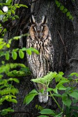 Majestic owl, wise Long-eared owl portrait, predator sitting on tree branch, calm Asio Otus staring with bright eyes 