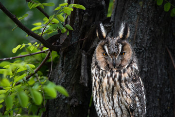 Wise owl, majestic Long-eared owl Portrait, Asio Otus staring with bright orange eyes, perfect close up, calm predator sitting on tree branch, beautiful pattern