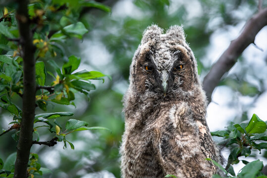 Leery owl chick staring, cute long-eared owl sitting on tree, wild Asio Otus close up, hidden owl posing, owl portrait, young hunter growing up, baby raptor