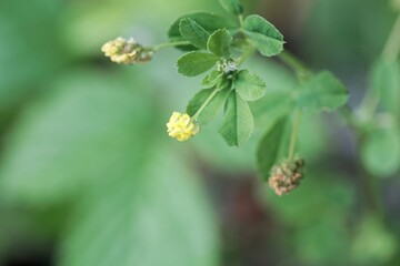 The hop clover Medicago lupulina