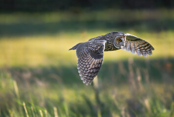 Long-eared owl flying during sunset, hunting owl, Asio otus predator, avian hunter, hunting raptor...