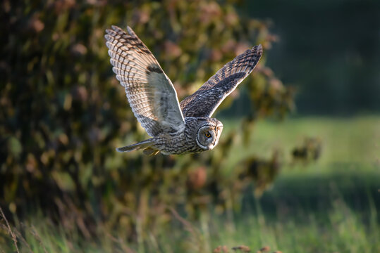 Flying owl on a hunt during sunset, hunting long-eared owl, Asio otus predator, avian hunter, raptor bird 