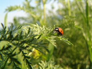 ladybird on a green leaf