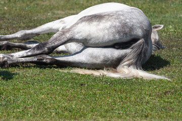 The horse lies on the grass as if it were ill and died.