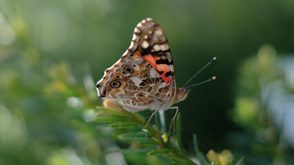 Schmetterling Close Up