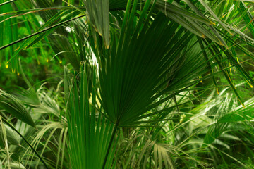 Washingtonia filamentosa is a fan palm that will decorate your living room or veranda