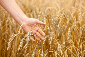 Close-up of man's hand touching ripe wheat ears on a field. Summer concept, harvest time. Eco products. Selective focus.
