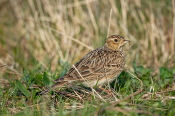 Skylark on the grass, close up in the springtime in Scotland