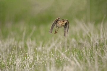 Skylark flying over the grass, close up in the springtime in Scotland