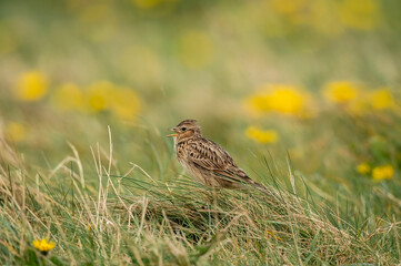 Skylark singing on the grass, close up in the springtime in Scotland