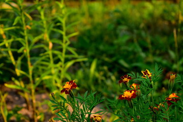 marigolds in the summer garden
