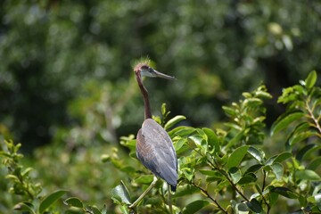 young heron in the swamp in a tree