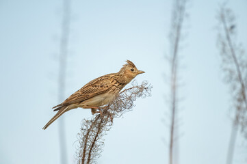 Skylark perched on dry grass, close up in the springtime in Scotland